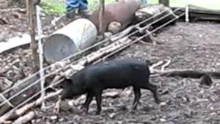 Pigs trained on electric fence