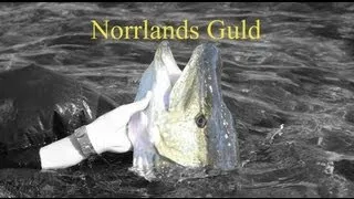 Fishing Movie: "Norrlands Guld"