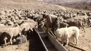 Sheep Preventing Wildfires - America's Heartland