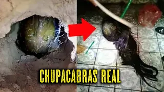 el CHUPACABRAS real captado en 2022