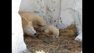 シロクマの赤ちゃん「ホウちゃん」お披露目　2021.03.23  天王寺動物園