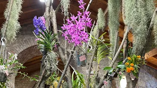 Выставка орхидей в Пескьера дель гарда