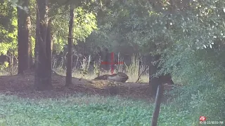 8 Point Buck Down - First of 2022 - Warning Graphic Content