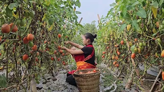 Single Mother 17 Years Old - Picking Tomatoes to Sell & Buying a Breeding Chicken