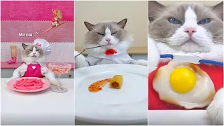 Cats make food 2023 "That Little Puff" Tiktok Compilation #39