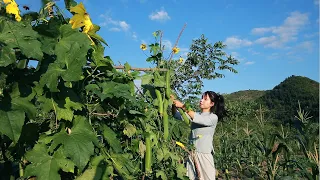 Loofah seeds planted in spring, grown into big loofah with juicy flesh春天種下的絲瓜籽，長成了肉嘟嘟的大絲瓜