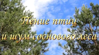 Пение птиц и шум соснового леса