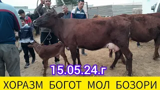 ХОРАЗМ БОГОТ МОЛ БОЗОРИ ОНА ВА БОЛА СИГИР НАРХЛАРИ 15.05.2024.Г