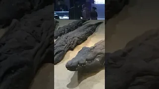 Ancient Egyptian Mummified Crocodiles. Ancient Egypt. 4K