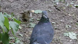Птенец воробья просит кушать