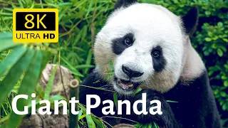 Close-ups of Giant panda 8K [Ultra HD]