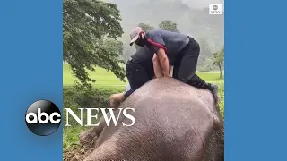 Rescuers perform CPR on elephant in Thailand