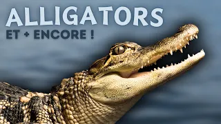 TEXAS: La vie sauvage entre abondance et survie (Alligators, coyotes, pécaris, tortues, serpents…)