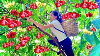 Harvest Roi fruit bring to the market to sell Daily work on the farm | Wild girl - Huong