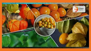 | Kenya's Gold | Challenges of Gooseberry Farming - Gold Chat