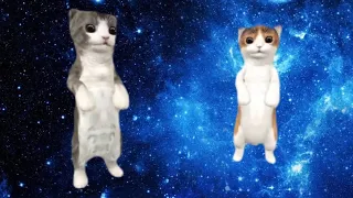 Space cats – Magic Fly. Dancing cats