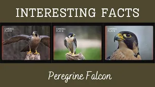 Interesting Facts About The Peregrine Falcon (Nature's Speed Demon)