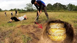 Golden Reptiles 100KG Vs Farmers