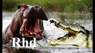 Crocodiles and Hippos of Africa  Nature HD  2018 Documentary 2