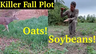 Best Fall Food Plot For Deer | Broadcast Oats Over Soybeans | Easy Fix For A Failed Plot!