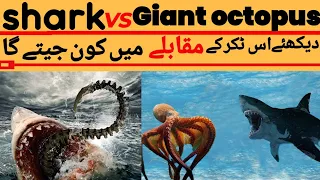 mega shark vs giant octopus|shark aur octopus ki fight|| hindi/urdu ||#youtube