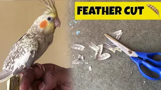 Bird Ke Feather Cut Kiye | How To Cut Bird Feathers