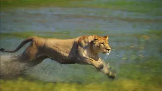 RELENTLESS ENEMIES - Lion Cub crossing