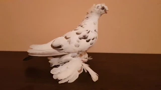 Узбекские Голуби Кептерлер Pigeons 12 июля 2020 г.