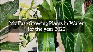 #144: My Top 9 Fast Growing Indoor Plants in Water (with LECA) for the Year 2022