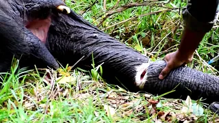 Elephant suffered with a hole in the trunk received treatment from sympathetic wildlife officers