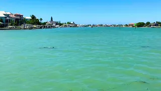 Sharks and Dolphins in Clearwater - Florida Vacations