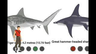 Shark size comparison (remastered)