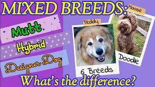 Mixed Breed Dogs: Mutts vs Hybrid Designer Dogs--What's the Difference?