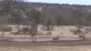 Crocodile Attack On Giraffe | Giraffe Trying To Escape From Crocodile | Animal's Fight