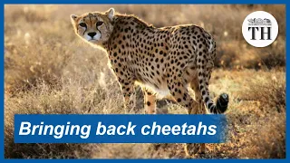 Bringing back cheetahs in India