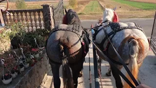 Caii lui Gabi de la Bata, Bistrita Nasaud - Plimbare cu caruta, de poveste - 2019 Nou !!!