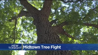 Will Midtown Sacramento Tree Fall For Housing Project?