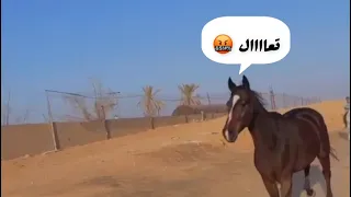 اللي مايعرف ركن يشويه 😂