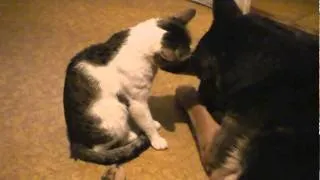 Кот и собака - лучшие друзья (a cat and dog are the best friends!)!!!.MPG