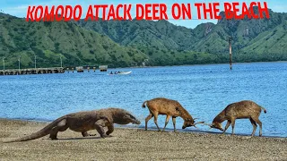 Komodo dragons attack deer on Komodo Island