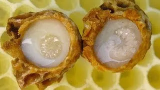 QUEEN BEE + HER ROYAL JELLY!