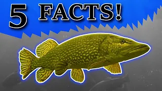 5 FACTS About NORTHERN PIKE!