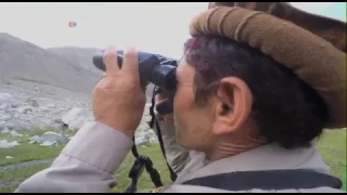 Snow leopards return to AFghanistan - VOA Ashna