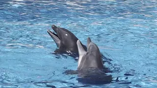 Dolphin Days (Full Show) at Loro Parque Part 1, Show des Dauphins, die Show der Delfine, Teneriffa