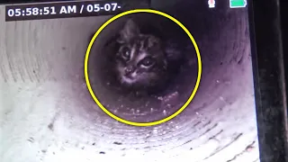 Amazing Moment Kitten Is Urgently Rescued From 43 Foot Well By Charity Hope For Paws