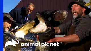Dr. Jeff Amputates The Leg Of This Huge American Alligator! | Dr. Jeff: Rocky Mountain Vet