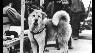 La verdadera historia de Hachiko