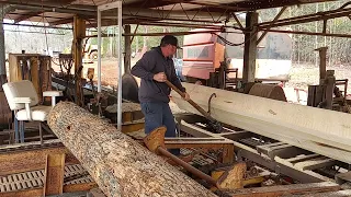 sawing some big poplars