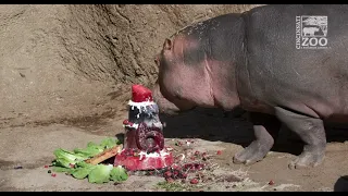 Hippo Fiona's 6th Birthday Party - Cincinnati Zoo