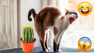 Best Funny Animals 2024 😂 Funniest Dogs and Cats Videos 😻🐶 part 59